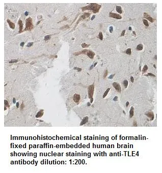 Anti-TLE4 - image 1