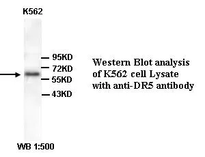 Anti-dr5 - image 1