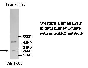 Anti-AK2 - image 1