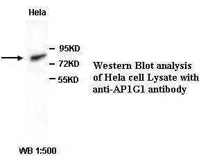 Anti-AP1G1 - image 1