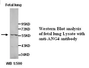 Anti-ANG4 - image 1