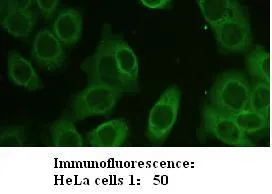 Anti-Zyxin - image 1
