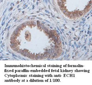 Anti-ECH1 - image 1
