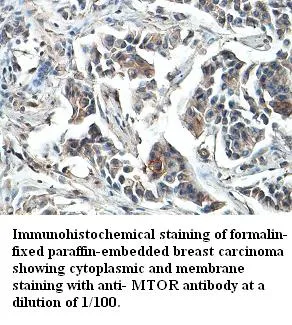 Anti-MTOR - image 1