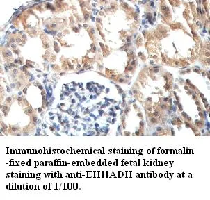 Anti-EHHADH - image 1