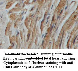 Anti-Chk1 - image 1