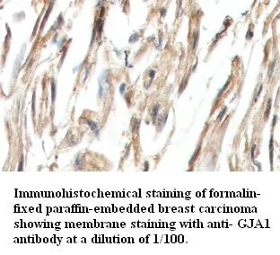 Anti-GJA1 - image 1