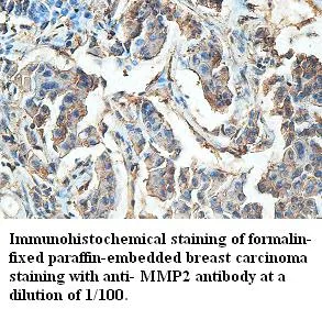 Anti-MMP2 - image 1