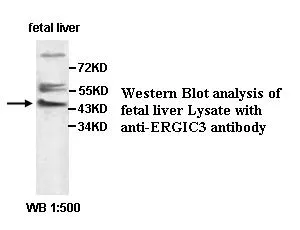 Anti-ERGIC3 - image 1