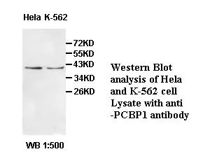 Anti-PCBP1 - image 1