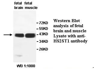 Anti-HS2ST1 - image 1
