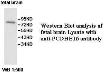 Anti-PCDHB16 - image 1