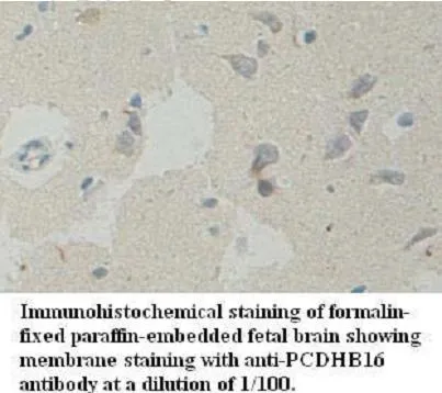 Anti-PCDHB16 - image 2