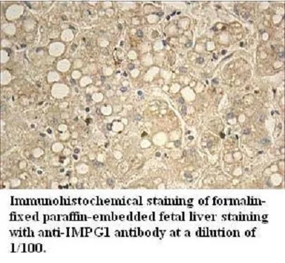 Anti-IMPG1 - image 1