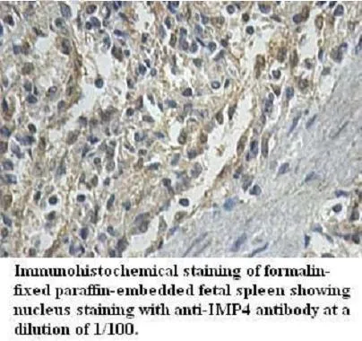 Anti-IMP4 - image 1