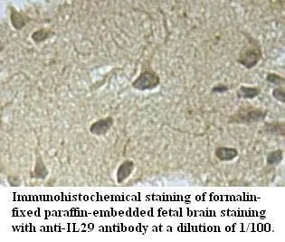 Anti-IL29 - image 1