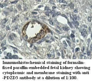 Anti-PDZD3 - image 1