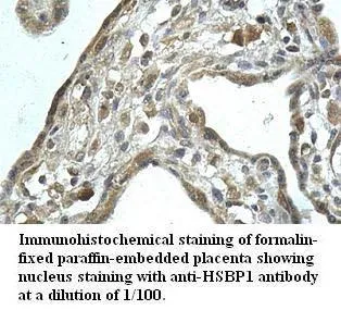 Anti-HSBP1 - image 1
