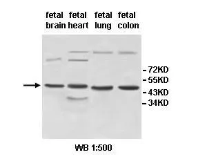 Anti-INPP5A - image 1