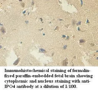 Anti-IPO4 - image 1