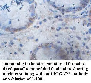 Anti-IQGAP3 - image 1