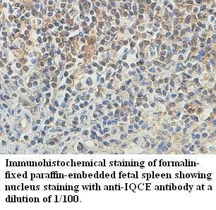 Anti-IQCE - image 1