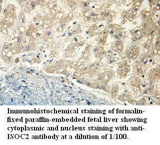 Anti-ISOC2 - image 1