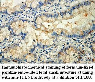 Anti-ITLN1 - image 1