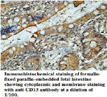 Anti-CD13 - image 1