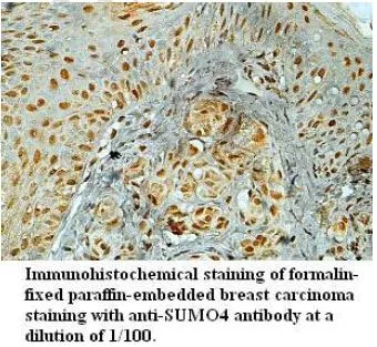Anti-SUMO4 - image 1