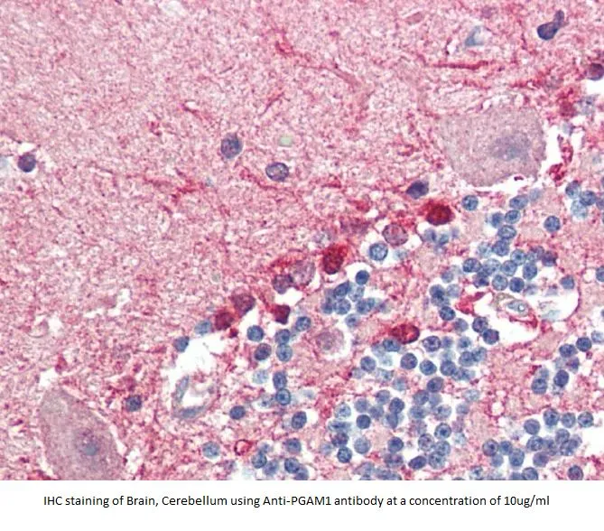 Anti-PGAM1 - image 1