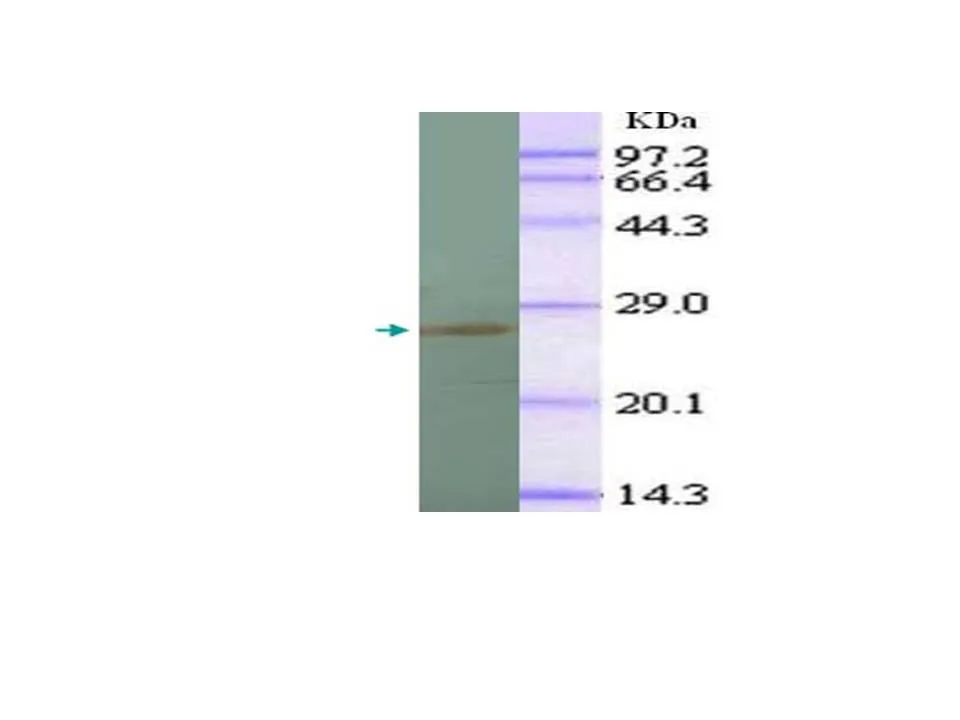 Anti-IL-1a - image 1
