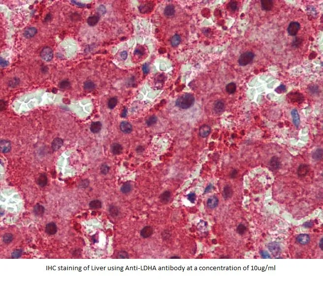 Anti-LDHA - image 2
