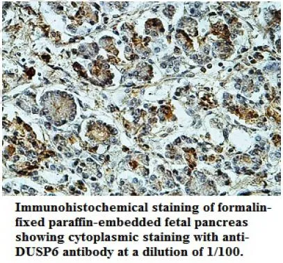 Anti-DUSP6 - image 1