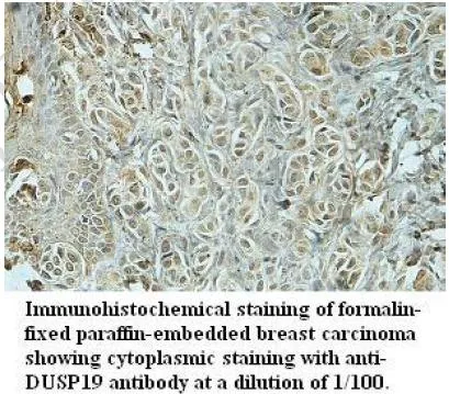 Anti-DUSP19 - image 1
