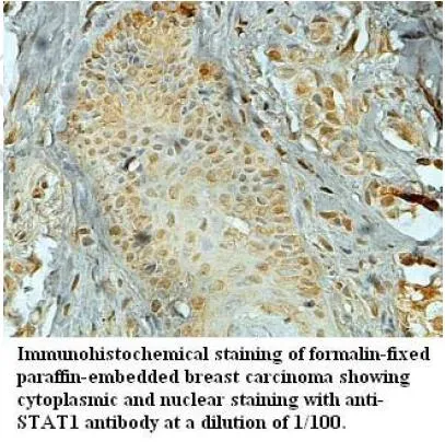 Anti-STAT1 - image 1