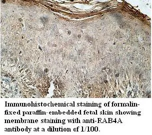 Anti-RAB4A - image 1