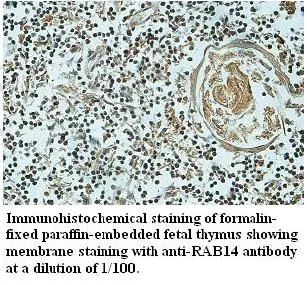 Anti-Rab14 - image 1