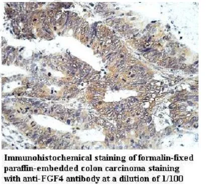 Anti-FGF4 - image 1