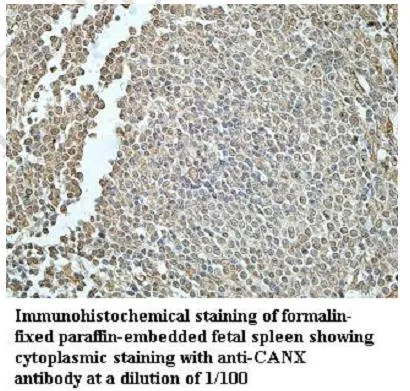 Anti-CANX - image 1