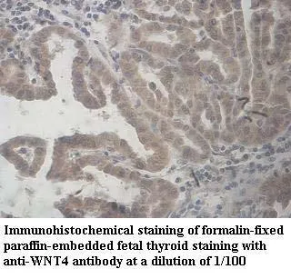 Anti-WNT4 - image 1