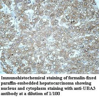Anti-UBA3 - image 1