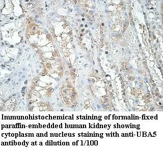 Anti-UBA5 - image 1