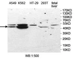 UBAC1 - image 1