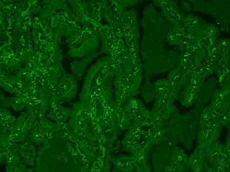MFluor™ Red 780 Styramide - image 2