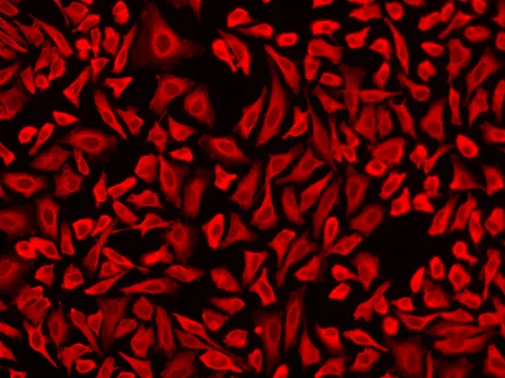 MFluor™ Red 780 Styramide - image 1