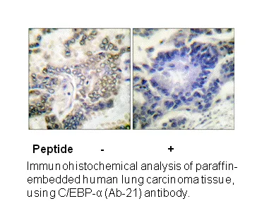 C/EBP-α (Ab-21) Antibody - image 1