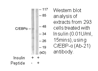 C/EBP-α (Ab-21) Antibody - image 2