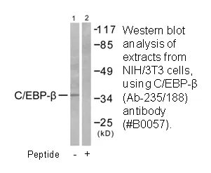 C/EBP-β (Ab-235/188) Antibody - image 2