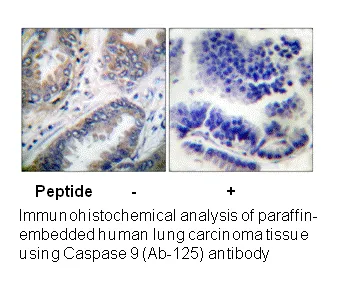 Caspase 9 (Ab-125) Antibody - image 2